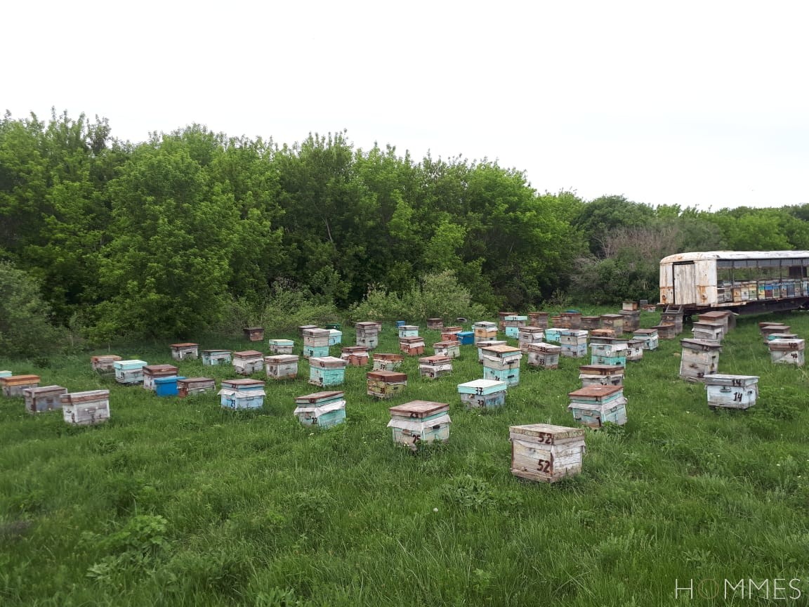 Как 19-летний парень из ВКО развивает пчеловодство в Казахстане
